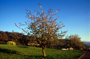 tree-07