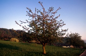tree-08