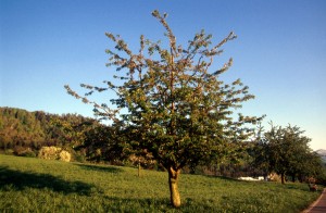 tree-09