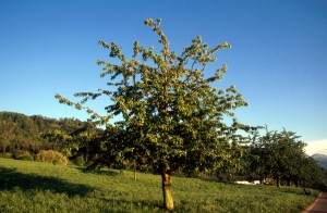 tree-10