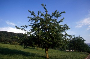 tree-11