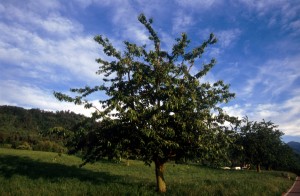 tree-12