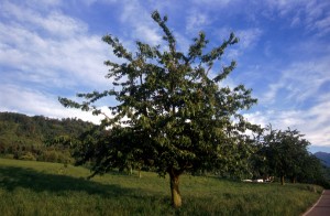 tree-13