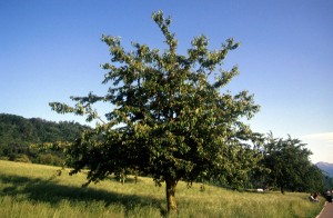 tree-14