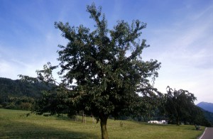 tree-19
