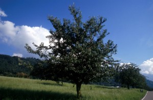tree-20