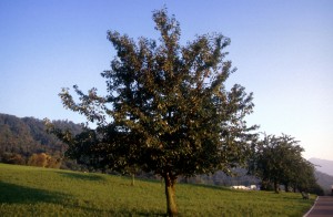 tree-21