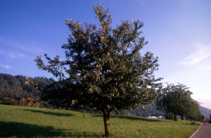 tree-22