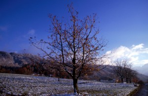 tree-30