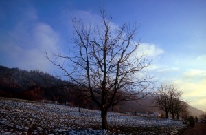 tree-31