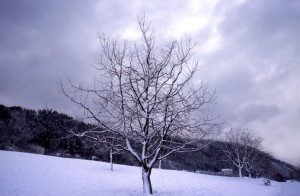 tree-35