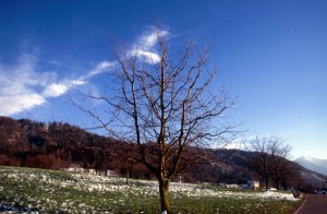 tree-36