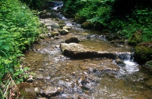 creek-zj6c