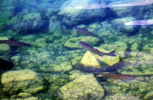 water-fish-f7j3