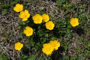 flowers-5-35