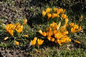 flowers-garden20-11