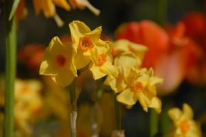 flowers-pics