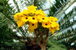 flowers-pictures-2-29