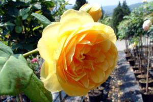 pictures-of-flowers-1-18