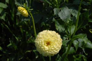 pictures-of-flowers-4-40