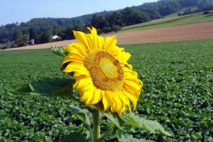 pictures-of-sunflower