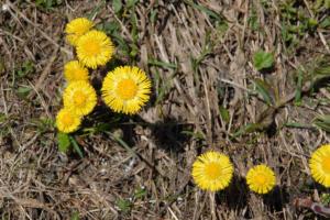 picturesof flowers-yellow
