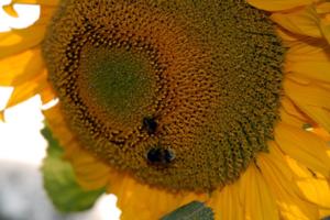 sunflower pictures