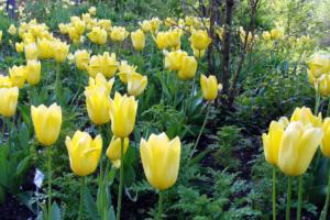 tulips