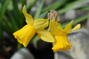 two-flowers-20-34