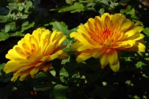 two-flowers-6-07