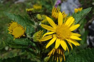 yellow-flower-photos