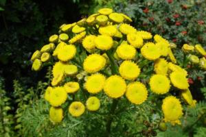 yellow-flowers-2