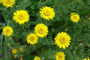 yellow-flowers-3-19