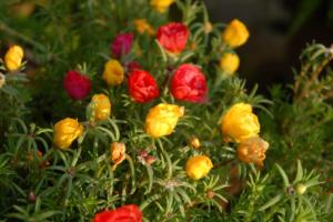 yellow and red  flowers