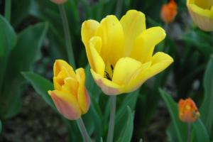 yellow tulips