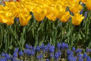 yellow tulips photos