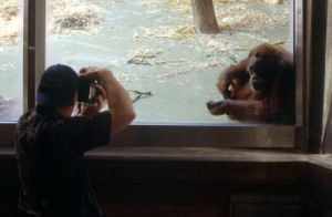 ape-photographer-8j5