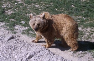 bear-135