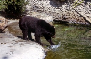 bear-j8wr