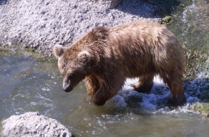 bear-water-u4n