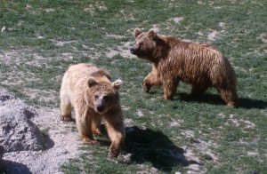 bears-n7j1