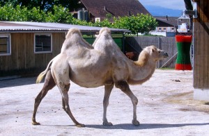 camel-f7h6