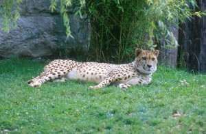 cheetah-2k3a