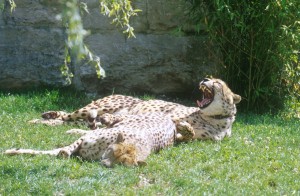 cheetahs-f8j2