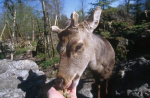 deer-874