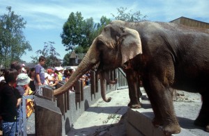 elephant-9ih