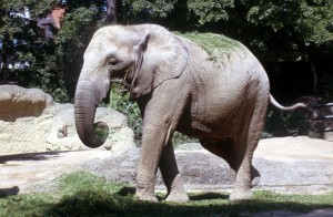 elephant-b5wy
