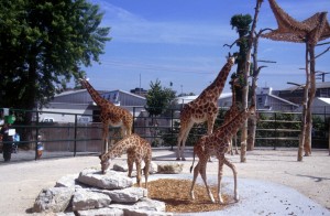 giraffe-158