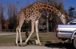 giraffe-276