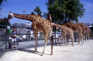 giraffes-395
